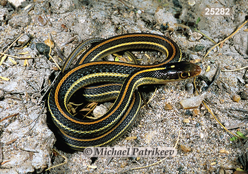 Arid Land Ribbon Snake (Thamnophis proximus diabolicus)